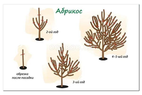 poda de albaricoque por año