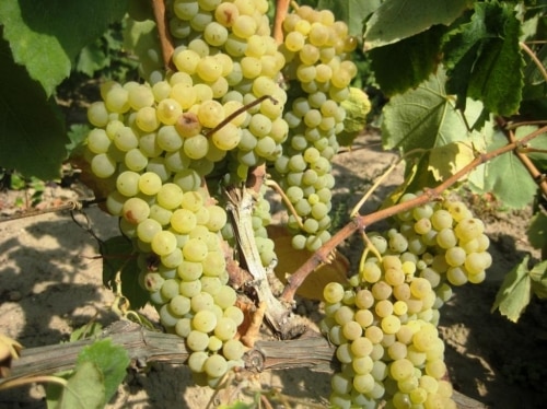 Riesling grapes