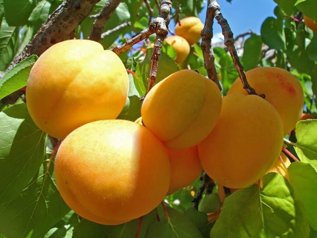 Khabarovsk apricot