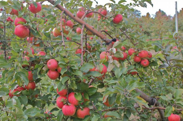 árbol de manzana