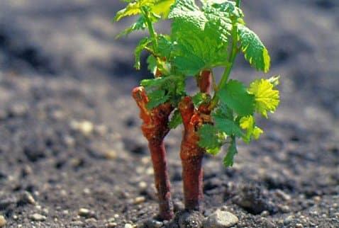 planting grapes