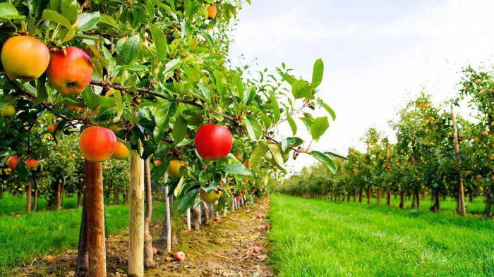 jardín de manzanas