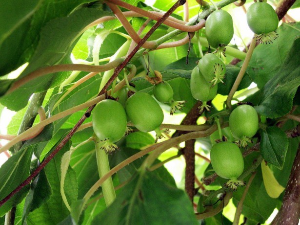 Actinidia landing