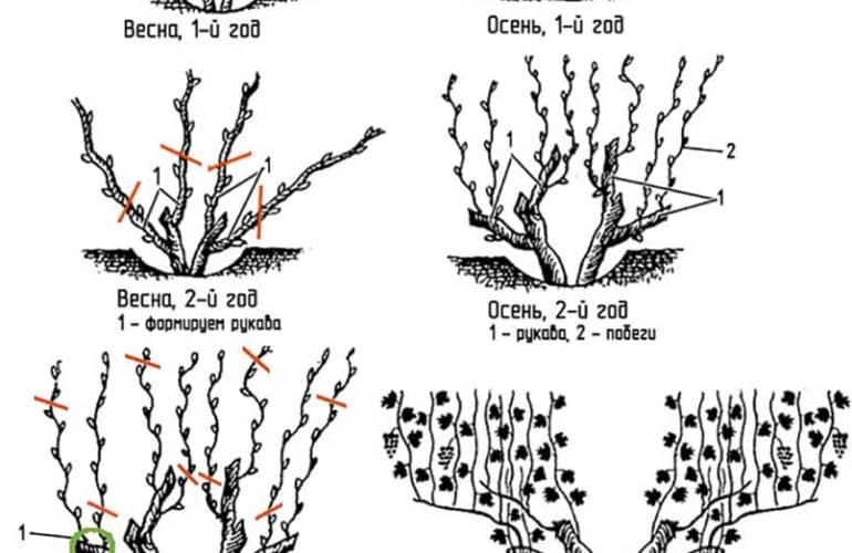 poda de uvas