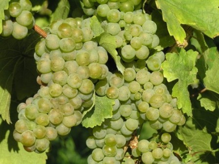 Riesling grapes