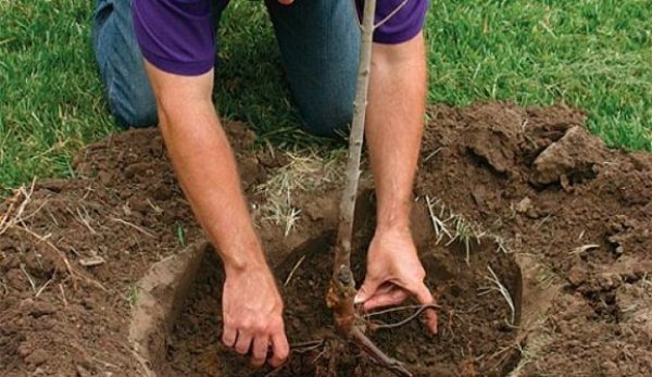 het planten van een appelboom