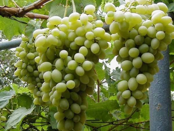 Rusbol grapes