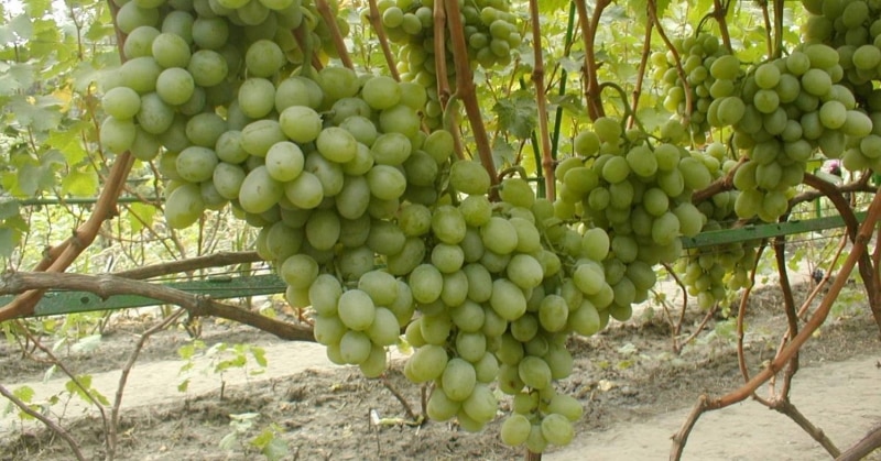 regalo de uvas a Zaporiyia