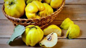 Why is quince so useful for the human body, indications and contraindications