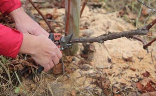 pruning grapes