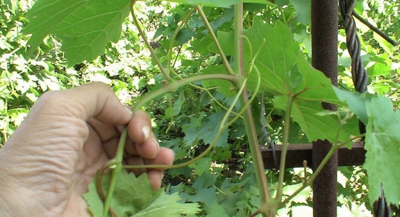 pruning grapes