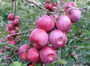 Description et caractéristiques de la variété de pomme Spartan, culture et entretien dans les régions