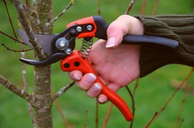 cherry pruning