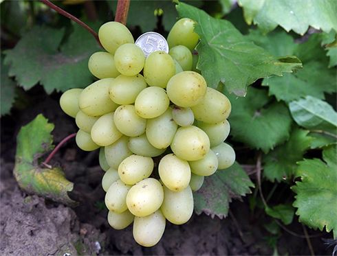 regalo de uvas a Zaporiyia