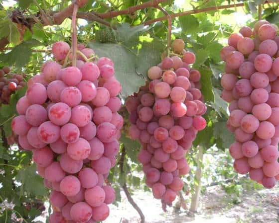 Helios grapes