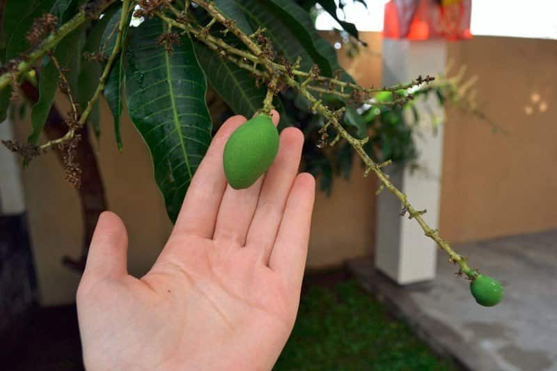 cultivo de mango