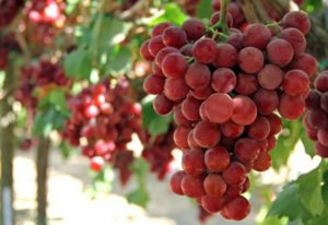 Description and history of selection of Gourmet grapes, cultivation and care