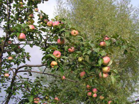 pommier d'été rayé