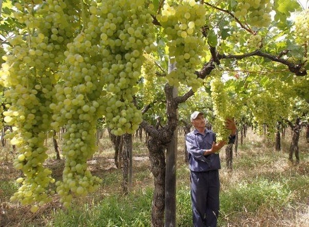 Solaris grapes