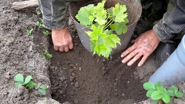 grožđa zabava