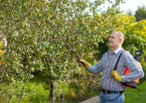 How to care for cherries in summer, fall and spring after harvest