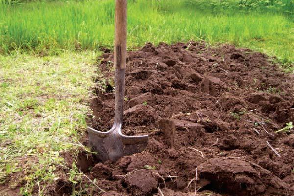 planting cherries