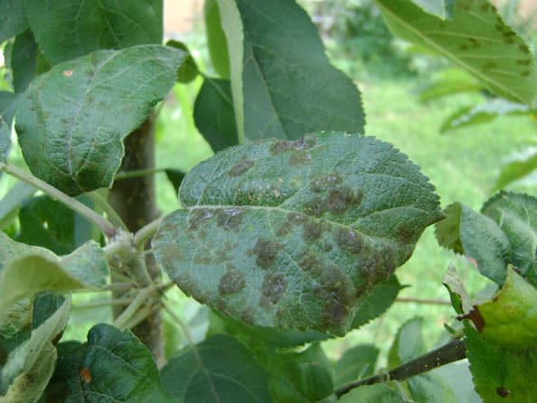 scab on apple tree