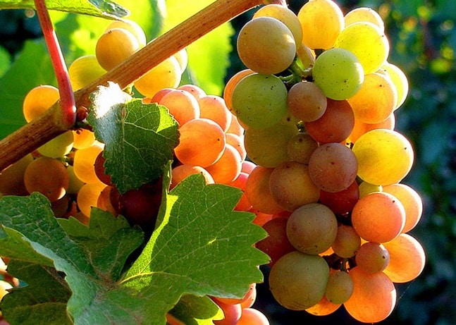 uvas pinot grigio