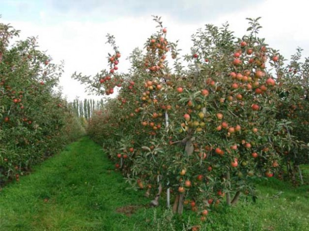 árbol de manzana