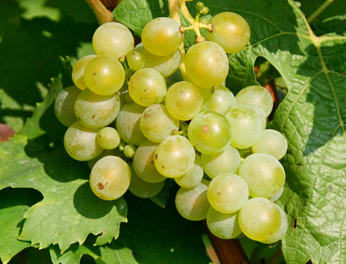 Riesling grapes