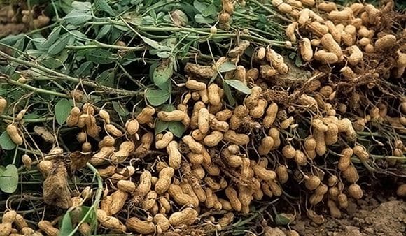 growing peanuts