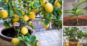 Raisons pour lesquelles les feuilles de citron tombent, que faire et comment faire revivre la plante