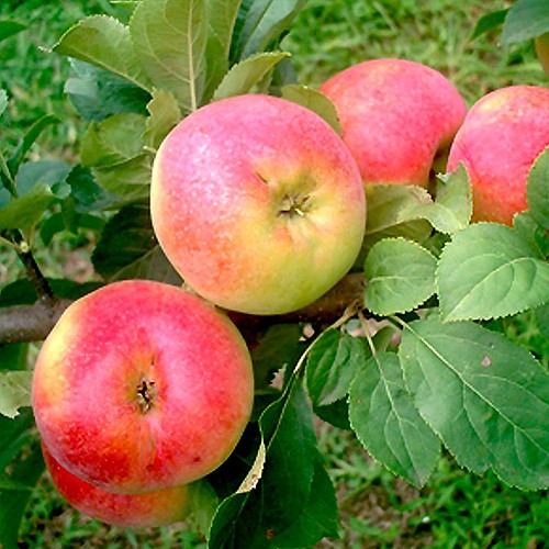 árbol de manzana