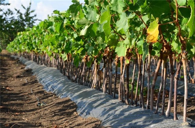 grape seedlings