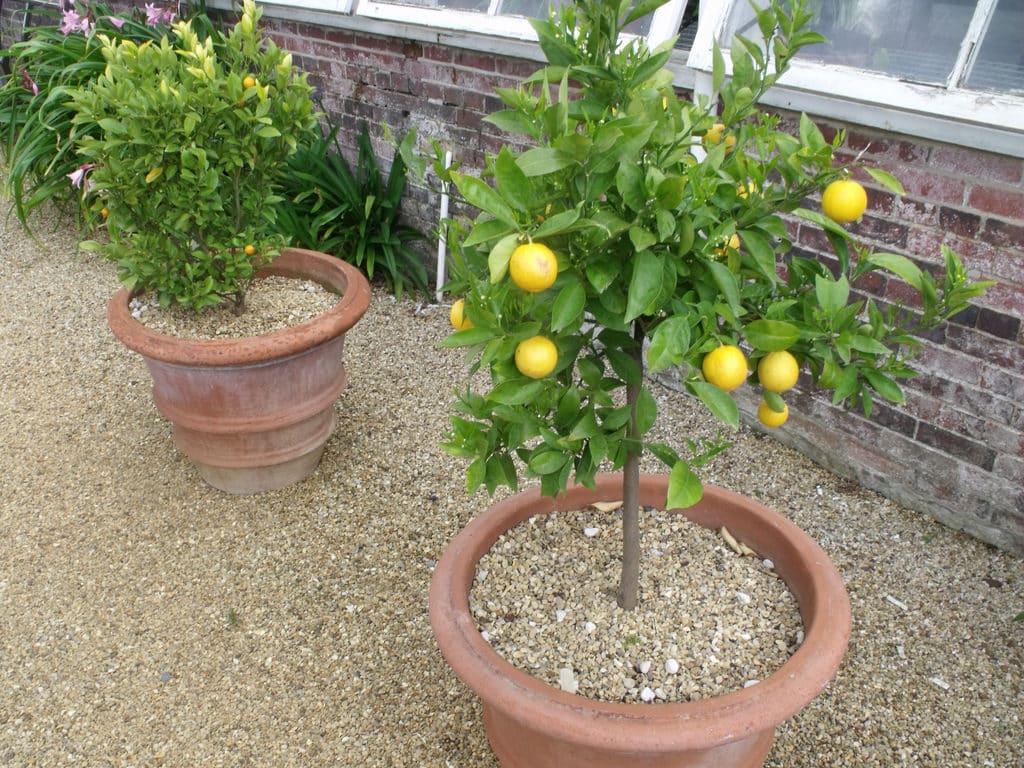 lemon tree