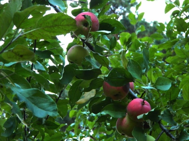 apple tree mantet