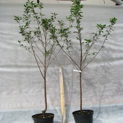 cherry seedlings