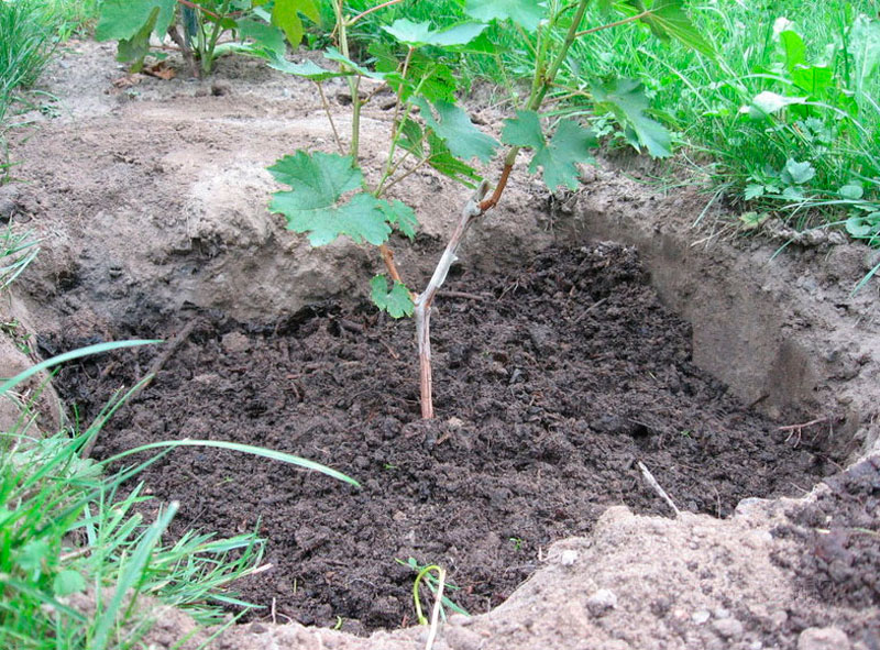 planting grapes