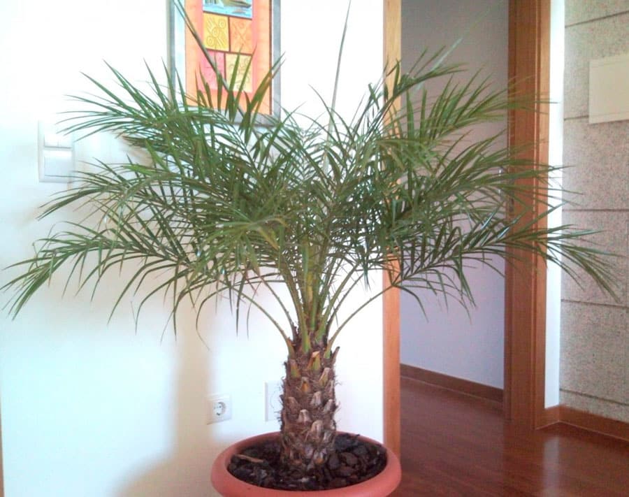 palmera datilera