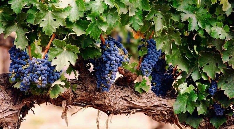 Sangiovese grapes