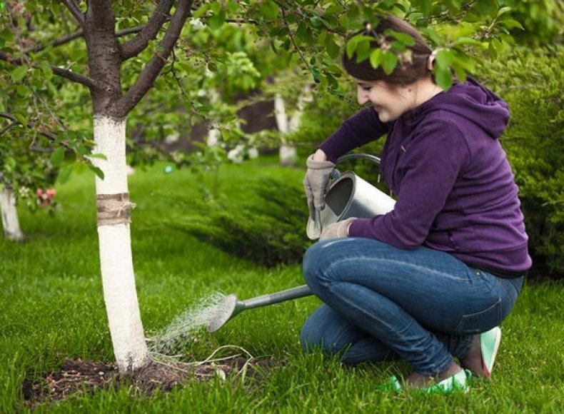 watering cherries