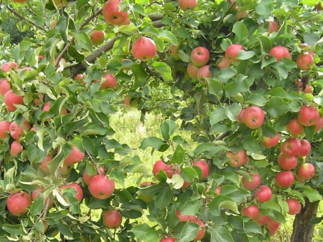 apple-tree Zhigulevskoe