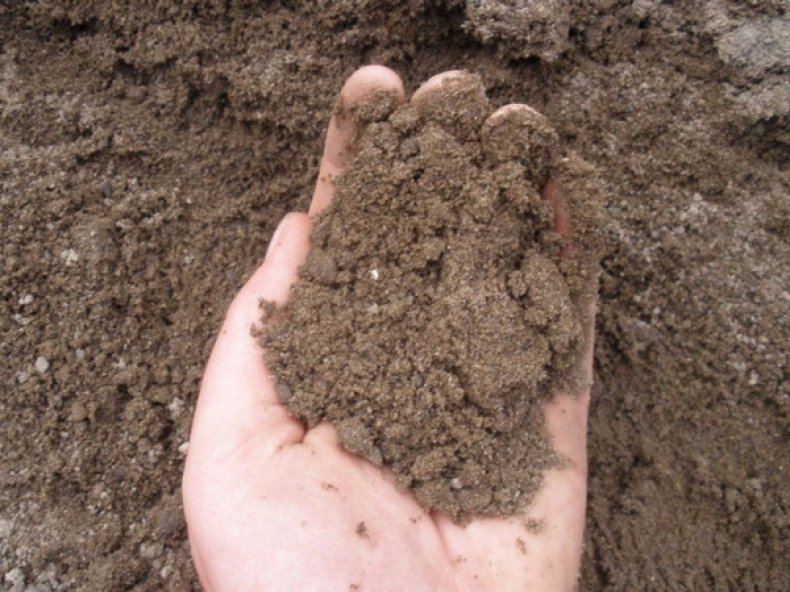 soil for grapes