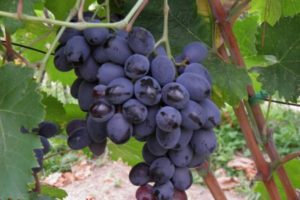 Description and characteristics of the grape variety Furshetny, reproduction and cultivation features