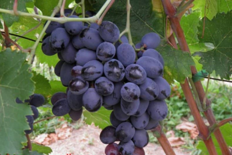 buffet grapes