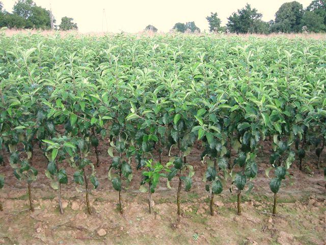 apple seedlings