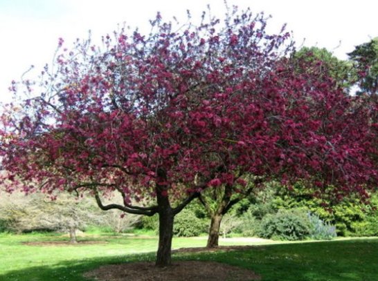 royauté de pomme