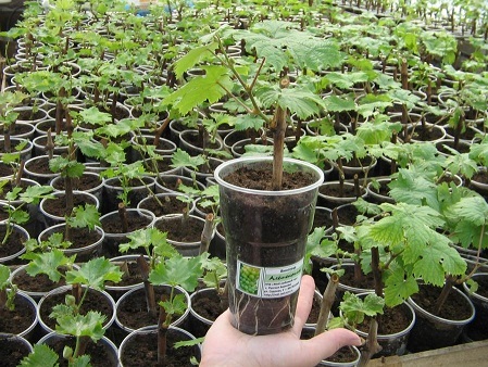 grape seedlings