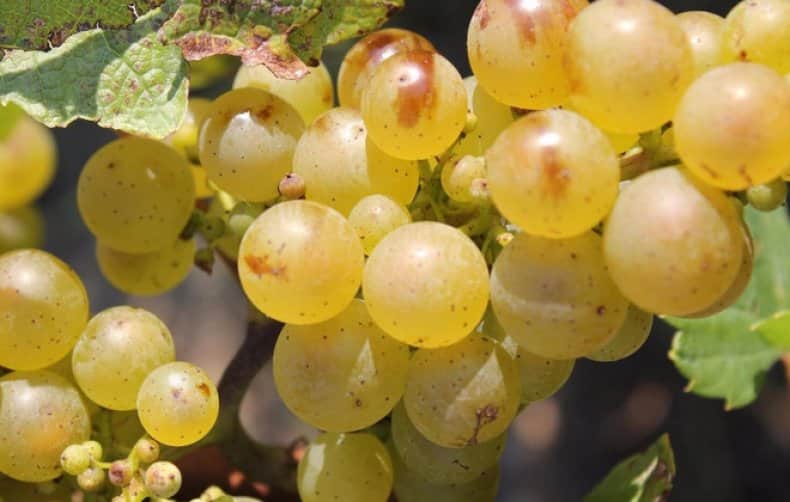 Riesling grapes