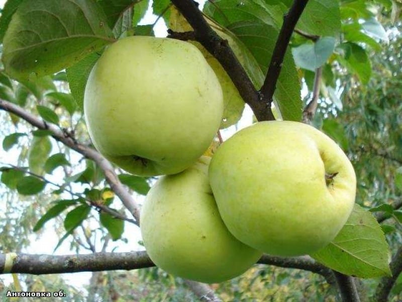 pomme antonovka